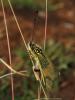 Libelloides longicornis